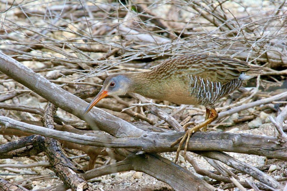 Clapper Rail (Rallus crepitans) (6383392837).jpg by Dominic Sherony is licensed under CC BY-SA 2.0.